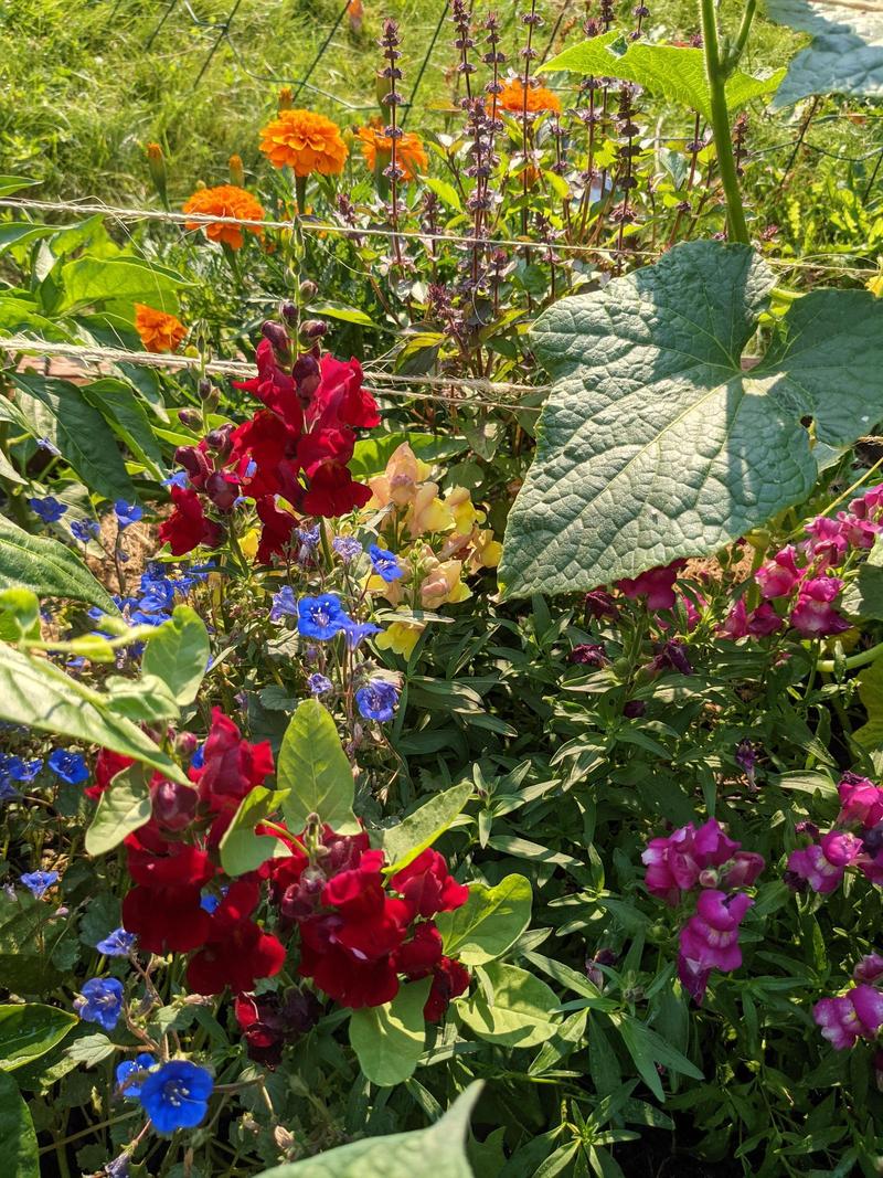 snapdragons, bluebells, marigolds, and other colorful cheerful flowers growing together