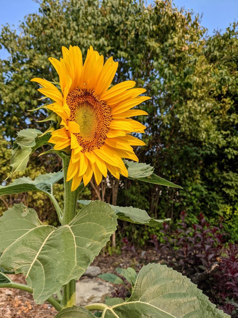 a bright big yellow sunflower in the sun