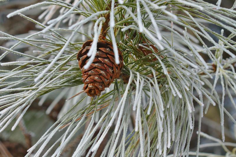 frosty ponderosa pine needles and pine cone