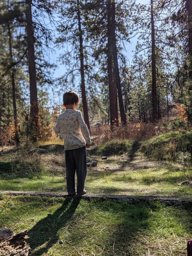 5 year old boy standing in a grassy patch of sun, back to the camera, in a pine forest