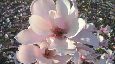 two magnolia blossoms open in soft sunlight