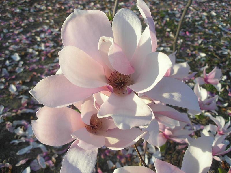 two magnolia blossoms open in soft sunlight