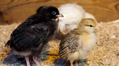 two chicks standing beside each other being fluffy