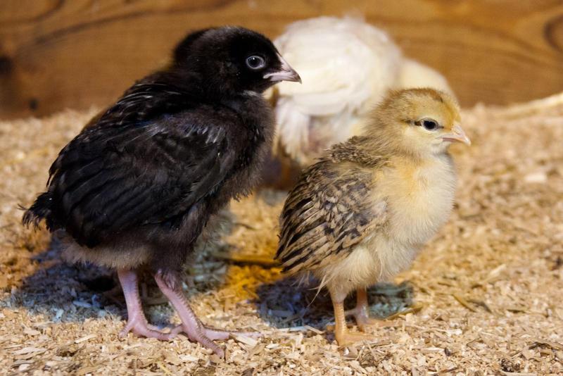 two chicks standing beside each other being fluffy