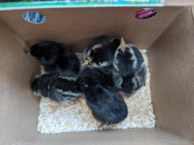 tiny fluffball chicks in a cardboard carton