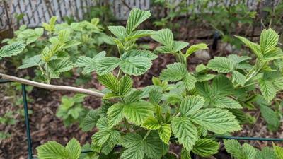 new raspberry leaves, vibrant and lush