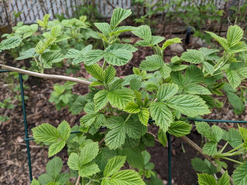 new raspberry leaves, vibrant and lush