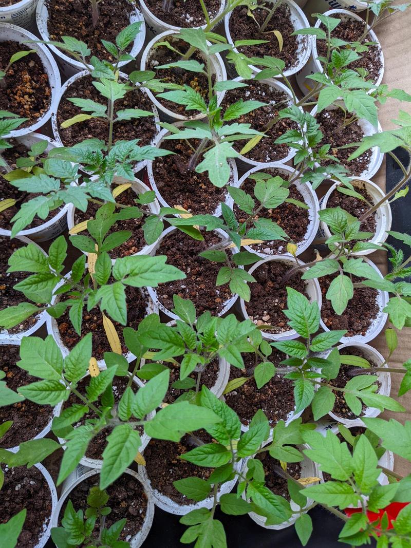tomato starts a couple inches high lined up in plastic cups
