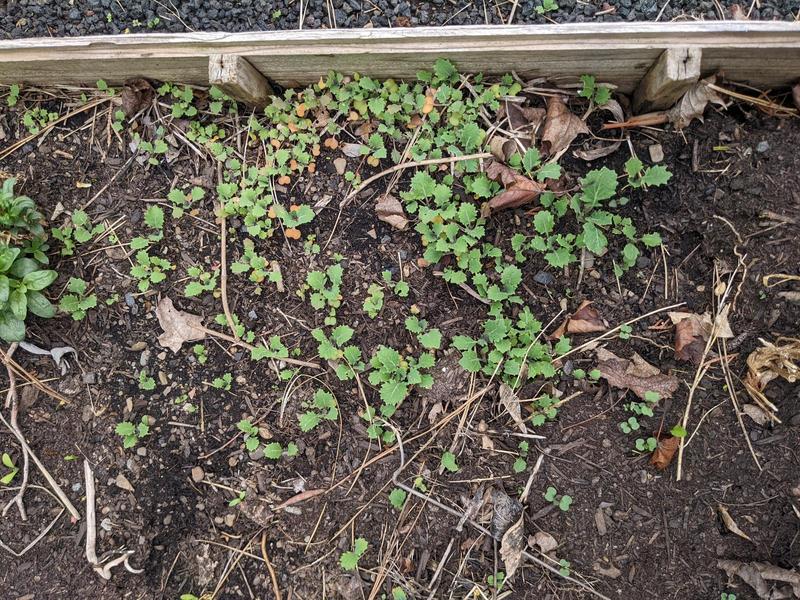 a crowd of tiny kale sprouts clustered near the edge of a raised garden bed