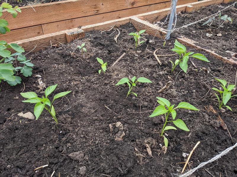 pepper plants a few inches high, in two rows of four plants in a raised garden bed