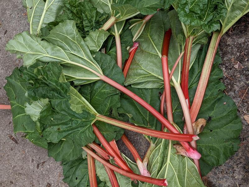 rhubarb stalks lying in a pile on the ground with leaves still attached