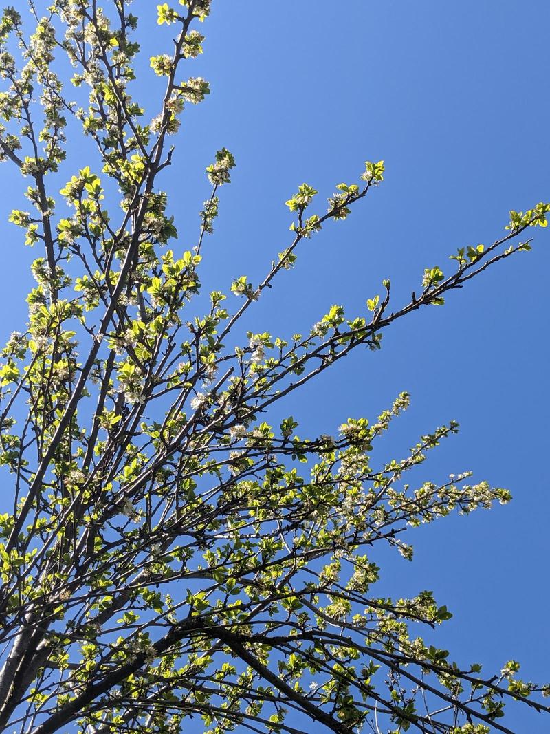 long thin branches of a plum tree decked out in blossoms, reaching into a clear sky