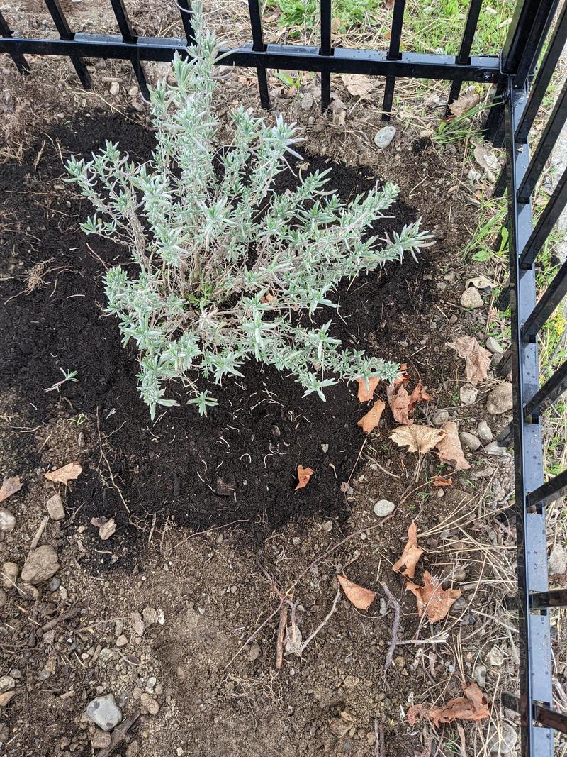 a small lavender bush in nice brown soil beside a metal fence