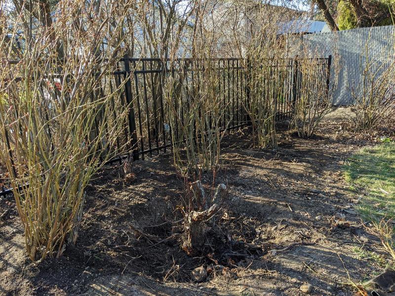 four spindly blueberry bushes in dirt along a metal fence, with a stump in the foreground