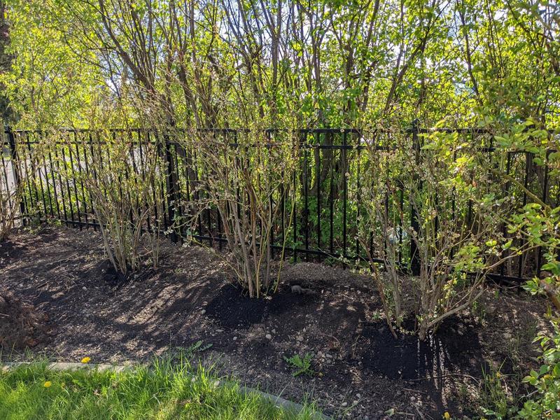 Blueberry bushes along a metal fence, with lilac bushes lining the opposite side of the fence