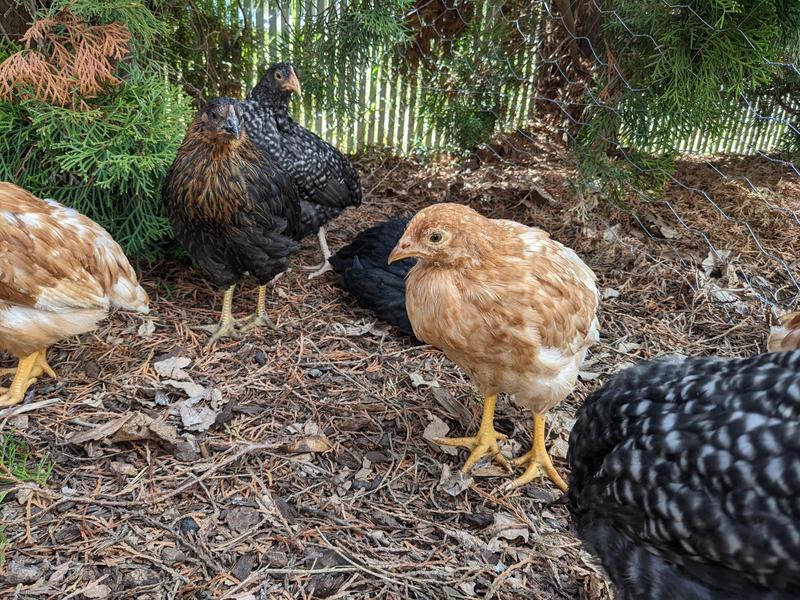 six week old pullets assembled under some evergreen hedges