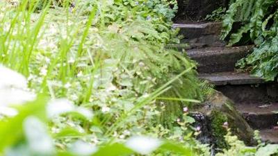 old and worn stone steps hidden in dense vegetation