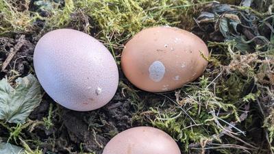 three brown eggs resting on soft green moss