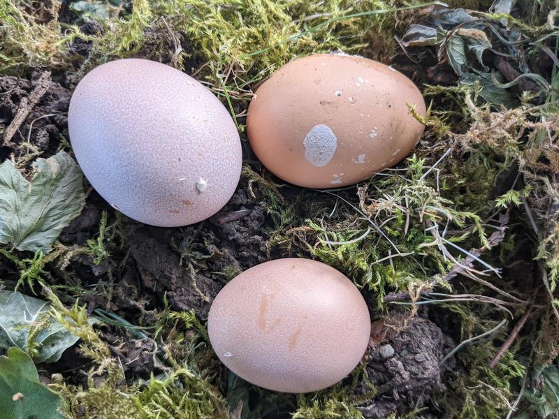 three brown eggs resting on soft green moss