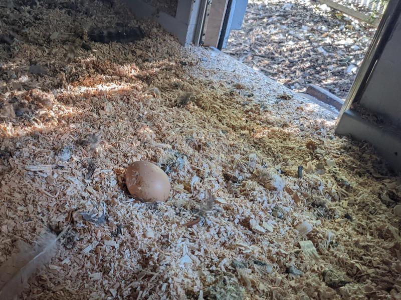 a brown chicken egg in the coop