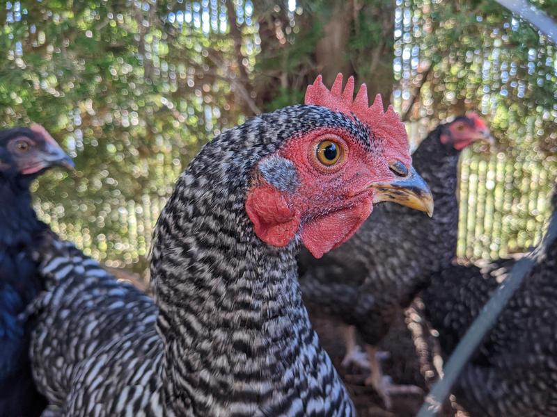 close up side view of a black and gray stripy hen's face; her eye and wattle are sharply in focus with other hens blurred in the background; she looks off to the right at something that has caught her attention