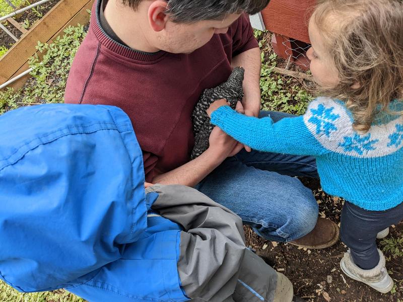 top down view of Randy nestling a chicken in his arms while a three year old girl leans in to pet it, and a five year old boy in a rain jacket watches