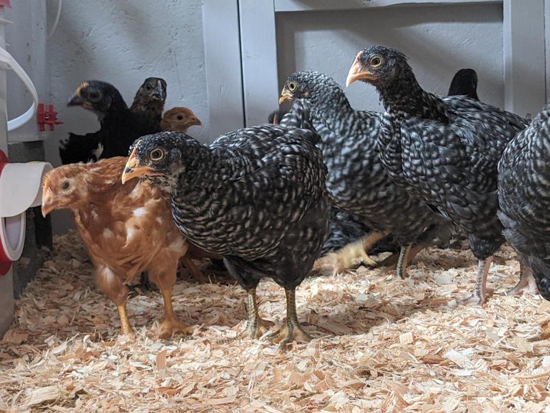 a flock of pullets huddling inside their coop, looking a little confused