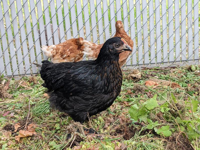 A young hen stands on a compost pile, currently strewn with weeds and dry grass, with two other hens in the background