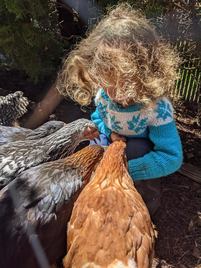 a girl in a sweater and curly hair blocking her face holds a cup of chicken food out for four chickens