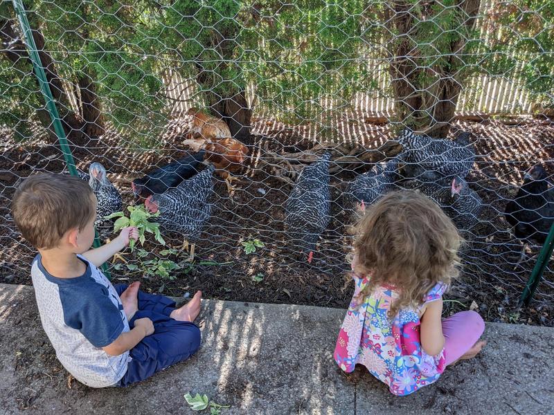 two young children sit before a chicken wire fence; the boy on the left holds a handful of leafy stems through the fence for the flock of chickens to peck at