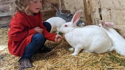 a three-year-old girl with shoulder length curly hair wearing a red dress feeds grass to a white bunny, inside a barn