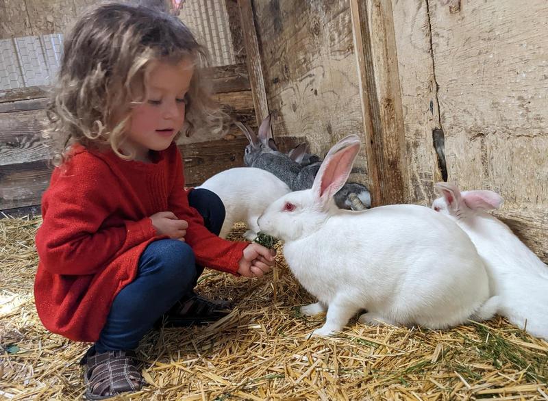 a three-year-old girl with shoulder length curly hair wearing a red dress feeds grass to a white bunny, inside a barn