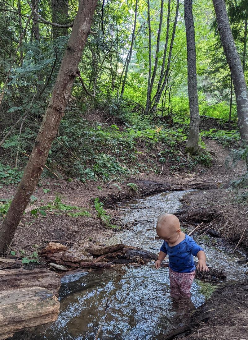 a one-year-old boys wades thigh-deep in a small creek running through a pine forest