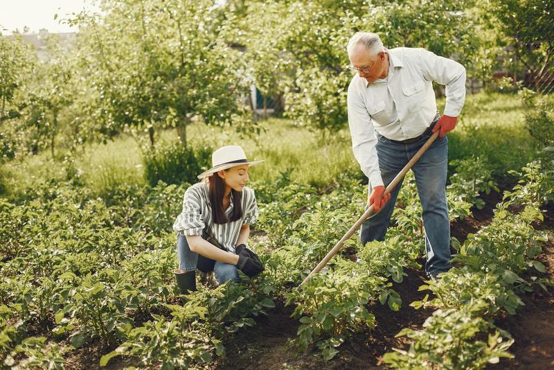 a woman wearing a white hat, a blouse, and jeans crouches in a garden row while an older man standing near her holds a hoe, leaning over as if working, green trees in the background