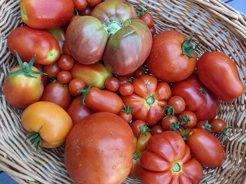 a wicker basket filled with tomatoes of varying shapes and sizes: cherry tomatoes, romas, a big beefsteak, a black krim, a few costolutos