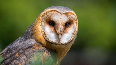 a barn owl looking directly at you