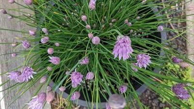 top down view of a bucket of spiky chives, many with buds or flowers, kind of like a chive firework exploding toward you
