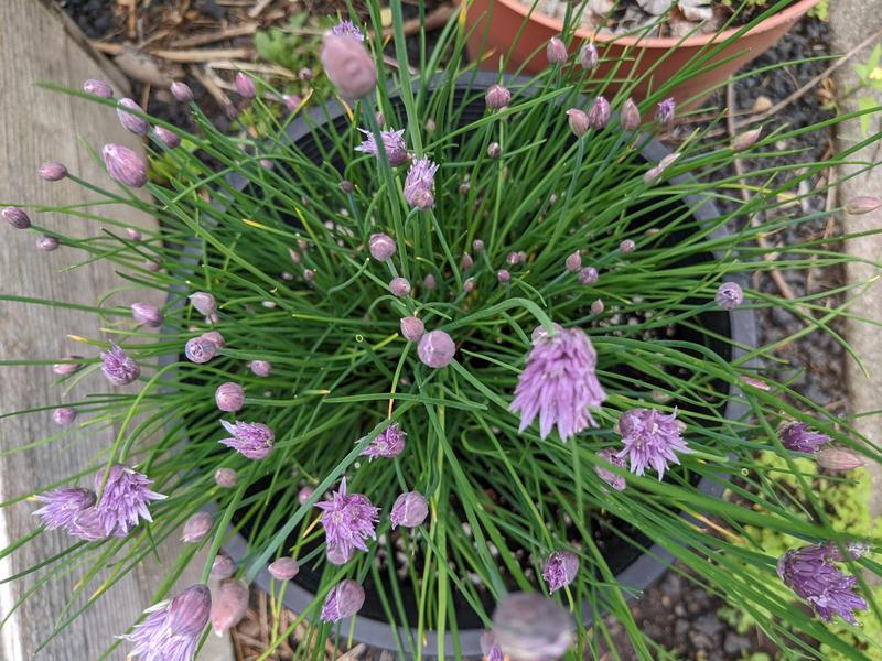 top down view of a bucket of spiky chives, many with buds or flowers, kind of like a chive firework exploding toward you