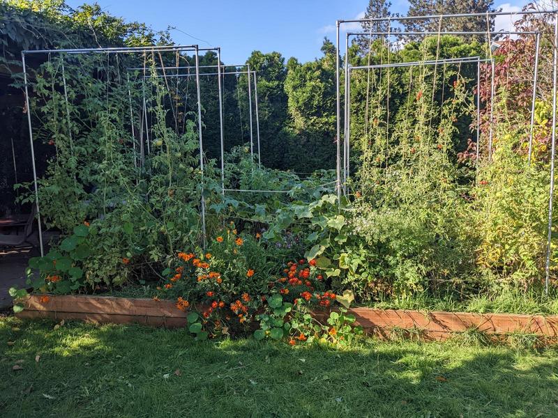 raised garden beds, 14 feet long, filled to overflowing with tomatoes, peppers, and flowers