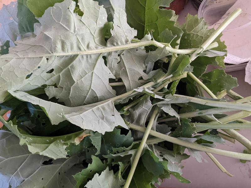 a pile of kale leaves