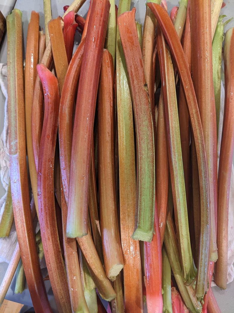 rhubarb stalks lying in a pile