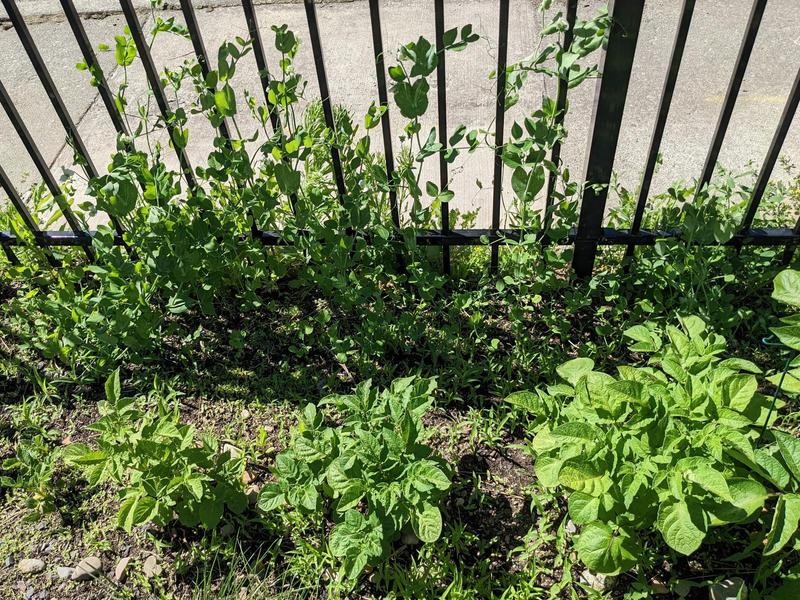 peas growing along a black metal fence in the sunshine, potatoes in the dirt in front of them
