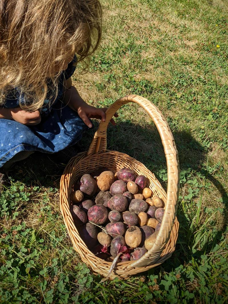 a girl crouches beside a basket of freshly picked potatoes