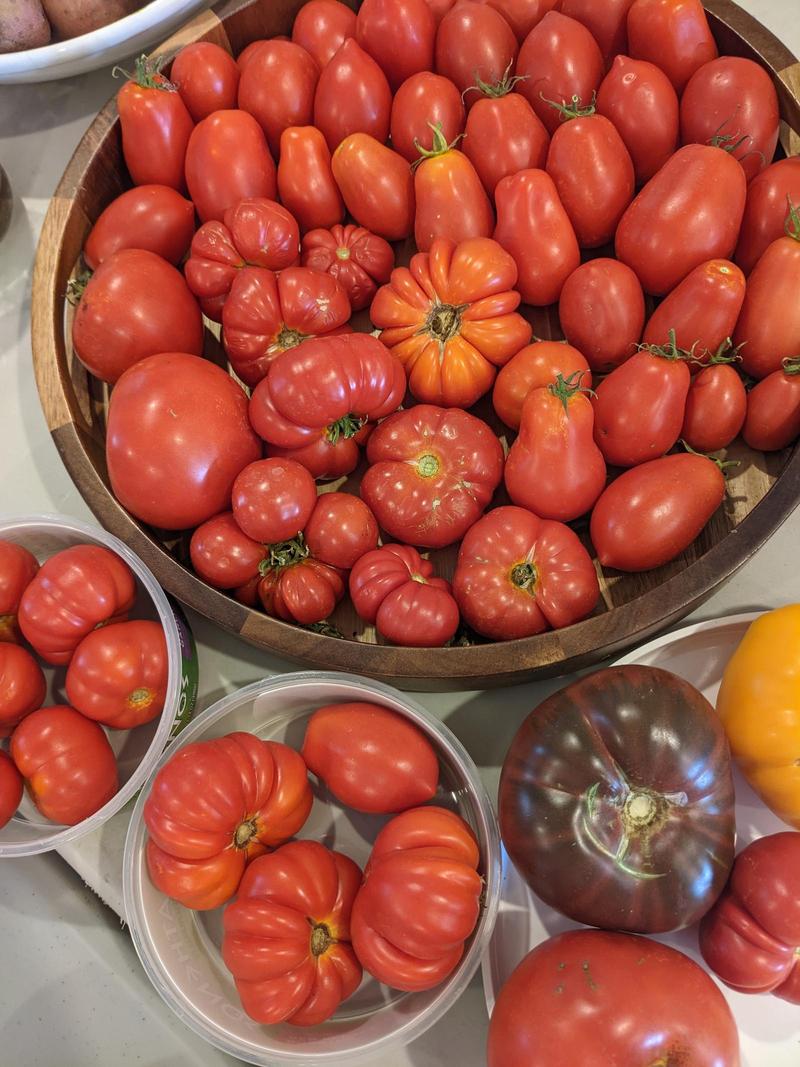 bowls and bowls of tomatoes: wrinkly costolutos, shiny romas, fat black krim