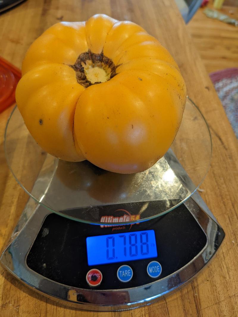 a fat yellow tomato sits on a kitchen scale, which reads 0.788 lb