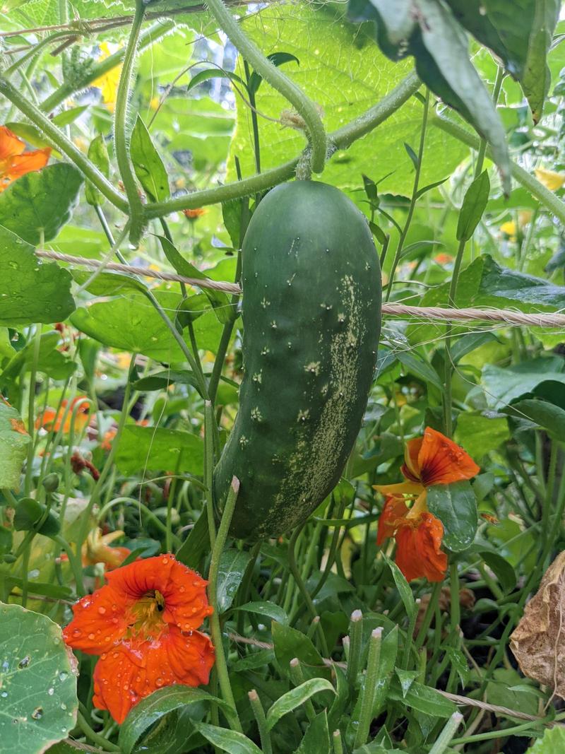 a fat cucumber hangs down from its vine above a flowering nasturtium plant