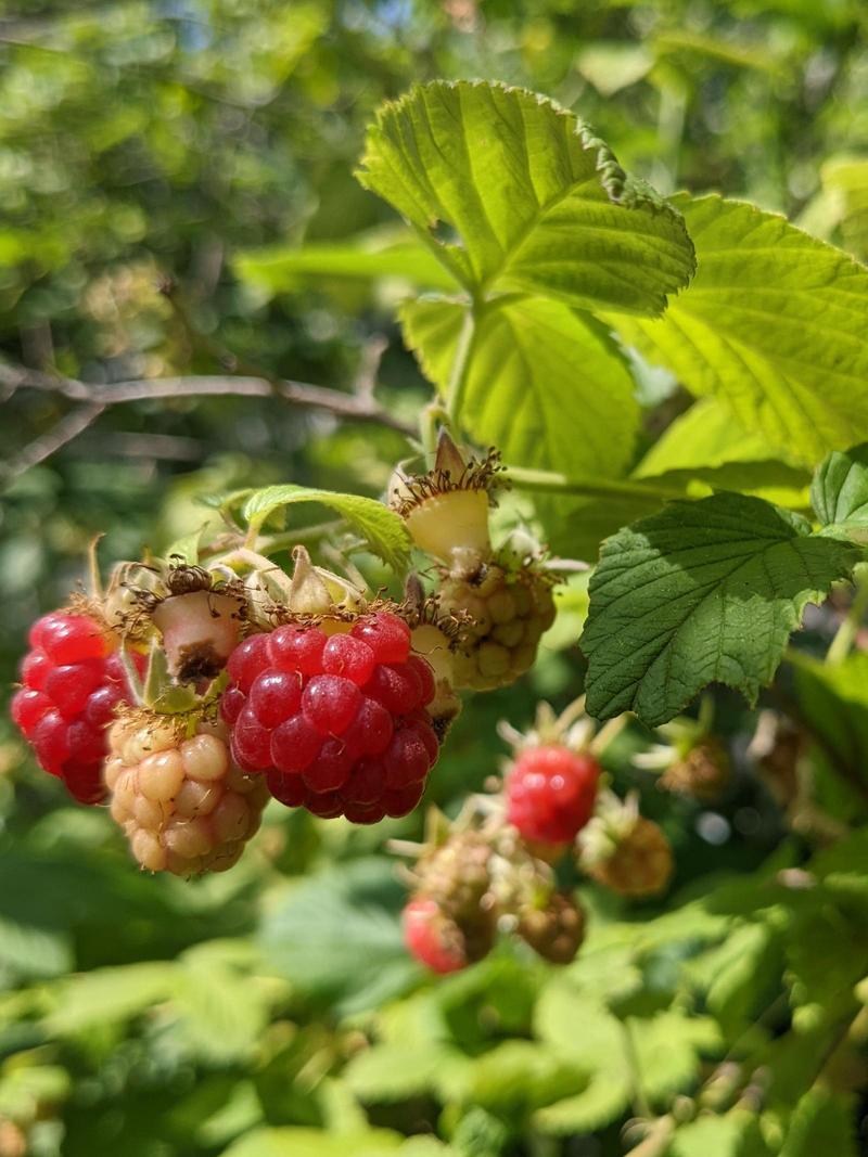 close up of a cluster of a couple ripe and a couple unripe raspberries, sunny leaves blurred in the background