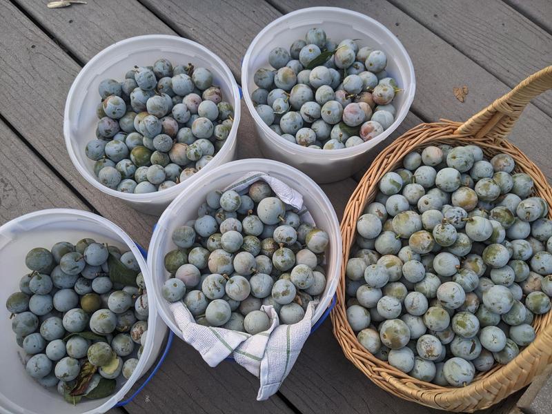 four plastic buckets and a basket all filled with small, round, green gage plums