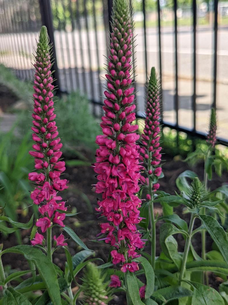 pink speedwell spires in the foreground, a blurred metal black fence behind them