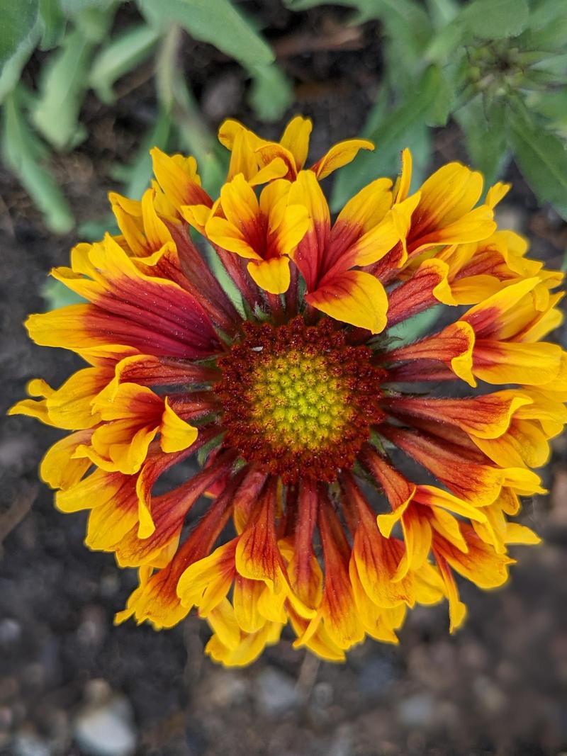 a vibrant top-down closeup of a blanketflower, with pollen grains visible in the center